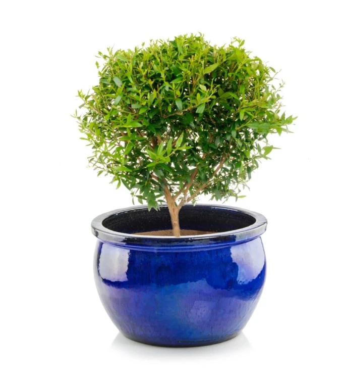 Donica ceramiczna 75.421.38 | Glazed Round-pot 25 x 38 cm Kobalt